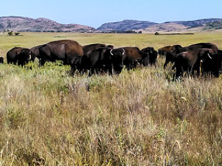 Wichita Mountain Wildlife Refuge